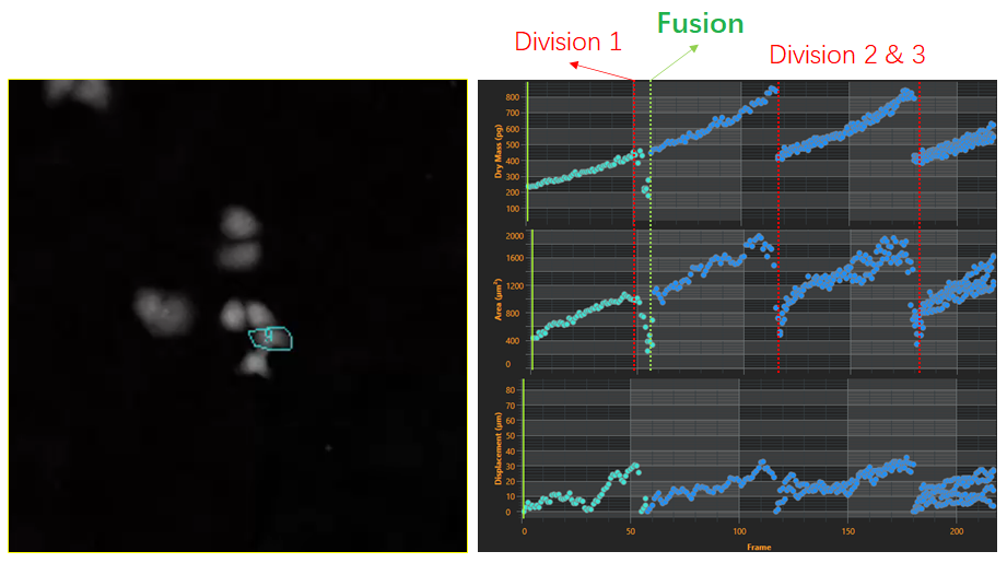 2、細(xì)胞譜系研究-2.png