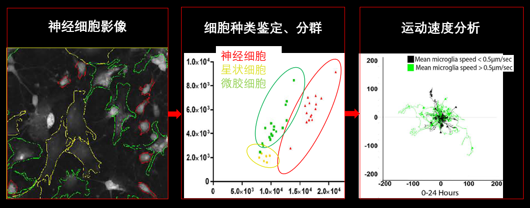 1、無標(biāo)記神經(jīng)細(xì)胞共培養(yǎng).png
