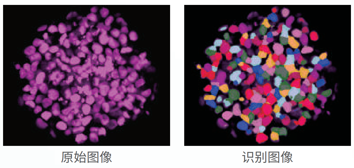 應用3：類器官、球體成像.png